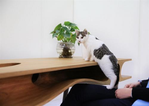 Cách thiết kế bàn làm viêc cùng với thú cung trong nhà